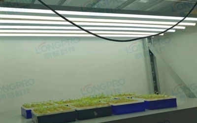 UV紫外線照射實驗:植物如何應對自然環境中的紫外線威脅?